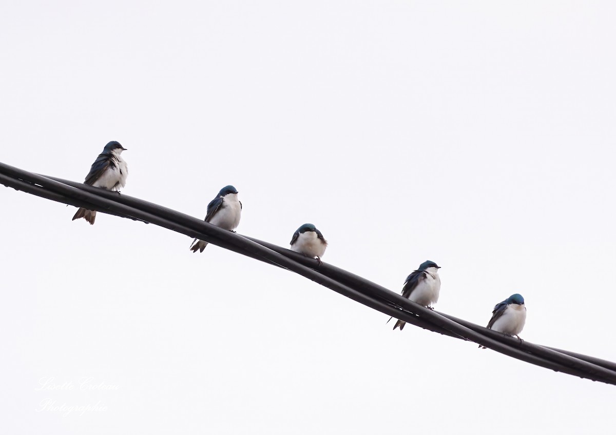 Tree Swallow - ML634523576