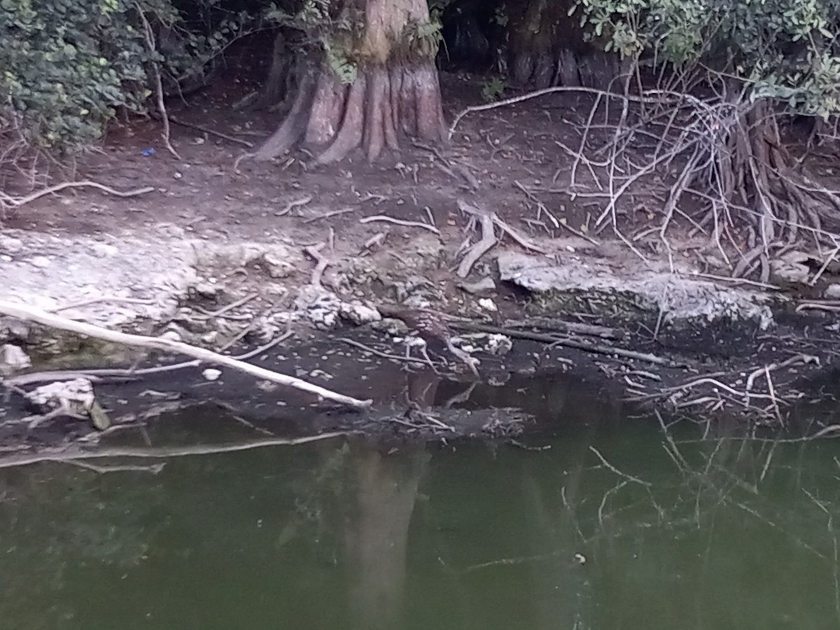 Limpkin - ML634523661