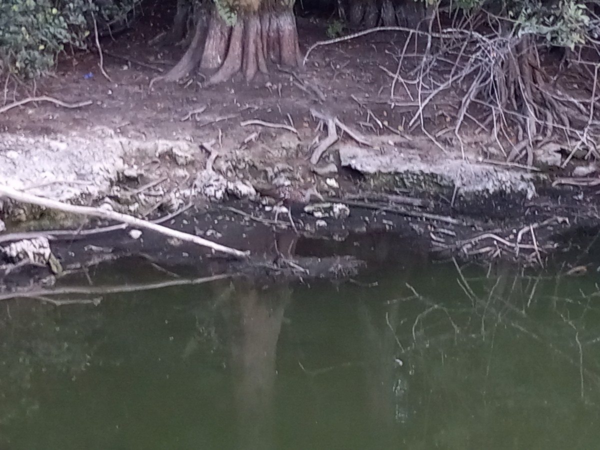 Limpkin - ML634523662