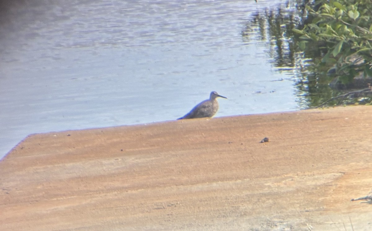 Willet - ML634523675