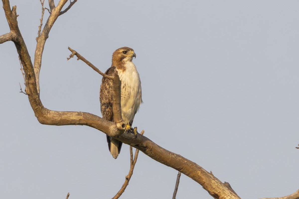Buse de Swainson - ML634523679