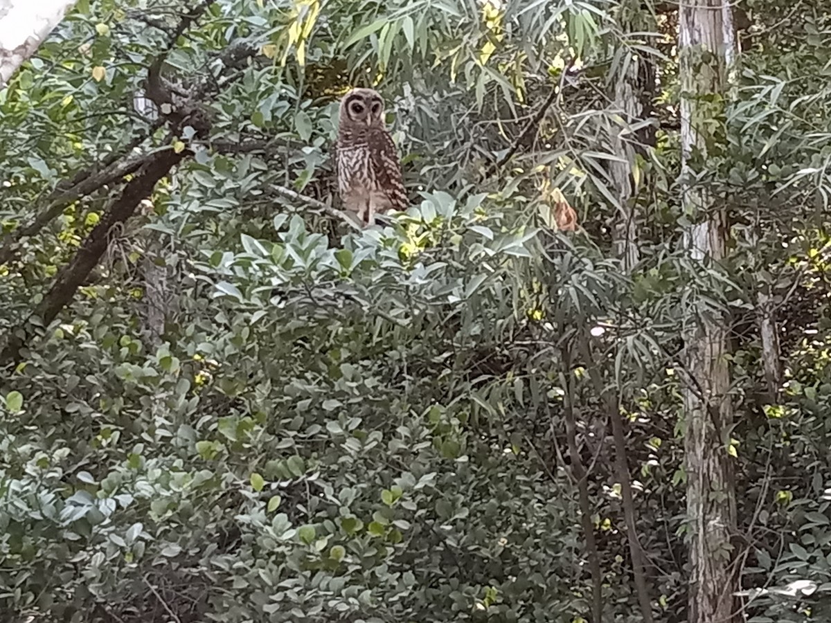 Barred Owl - ML634523700
