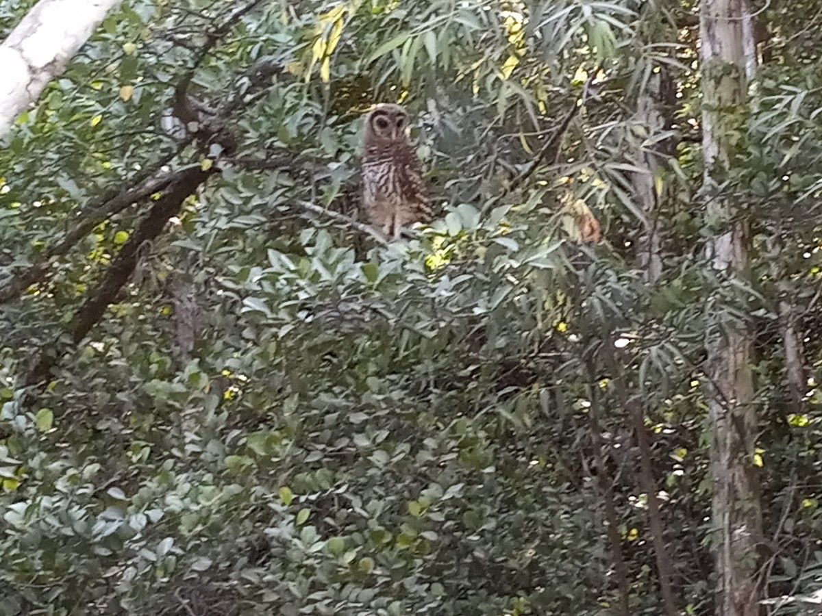 Barred Owl - ML634523701