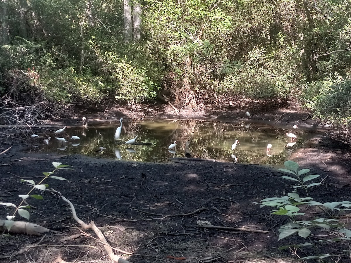 White Ibis - ML634523710