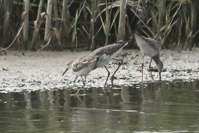 Bindenstrandläufer - ML634523715