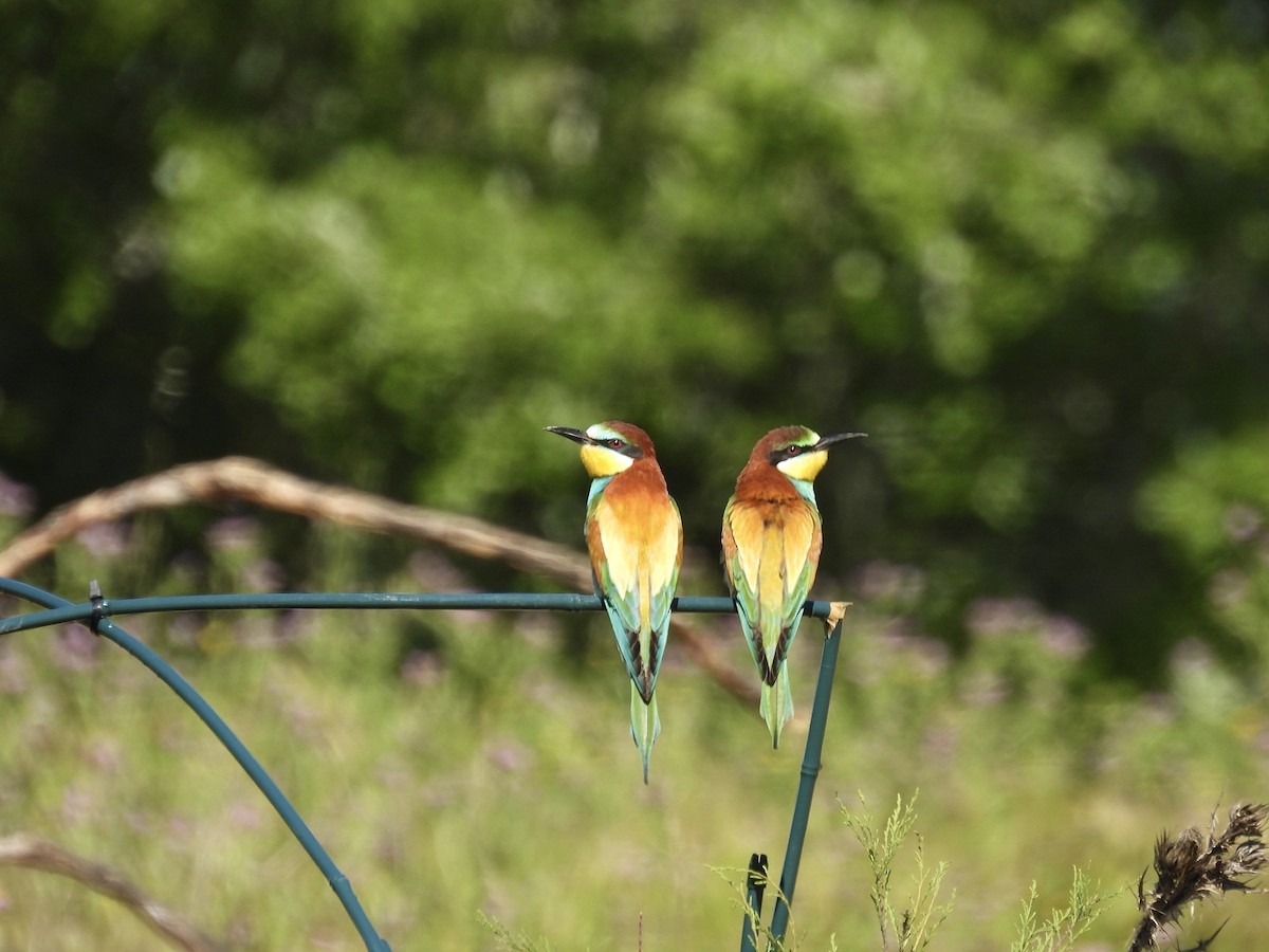 European Bee-eater - ML634523745