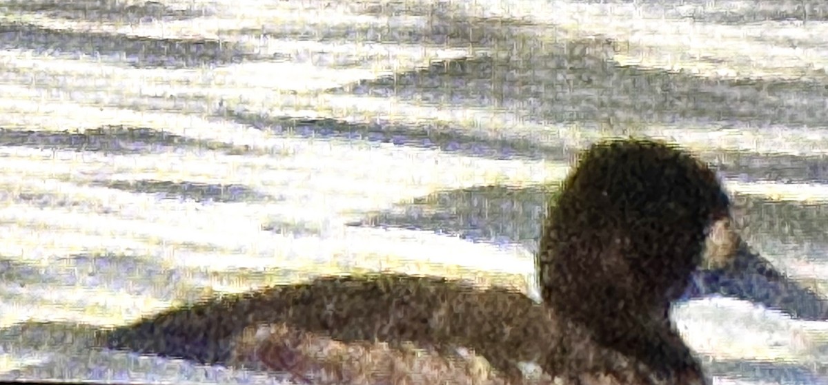 Lesser Scaup - ML634523754