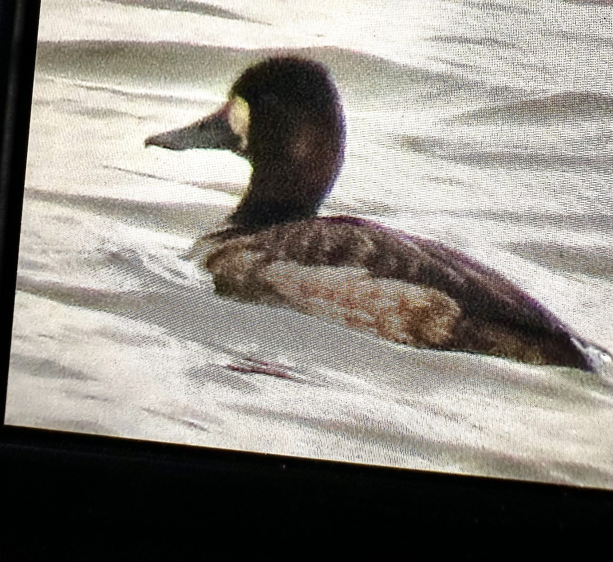 Lesser Scaup - ML634523755