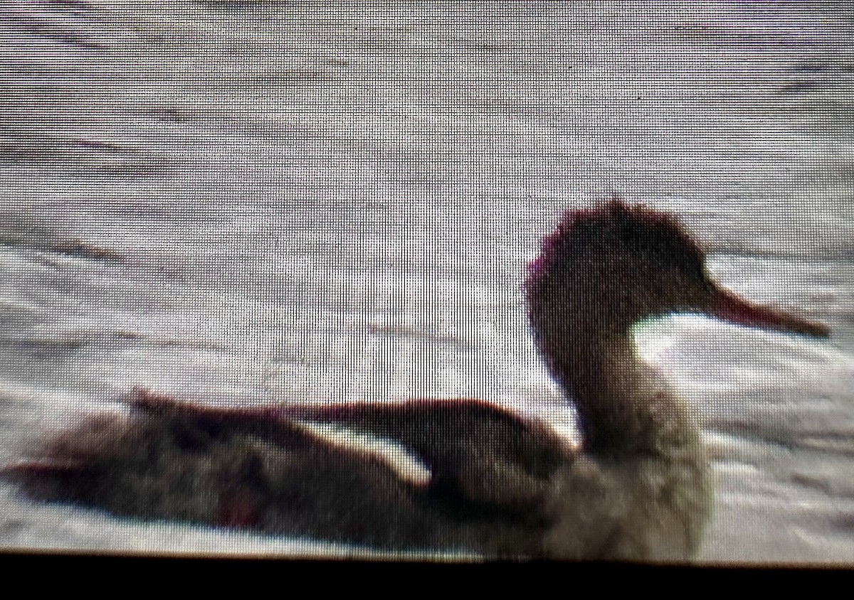 Red-breasted Merganser - ML634523764