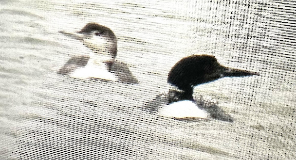 Common Loon - ML634523774