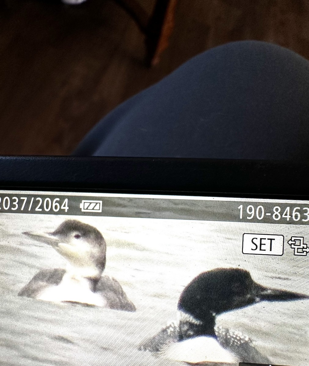 Common Loon - ML634523775