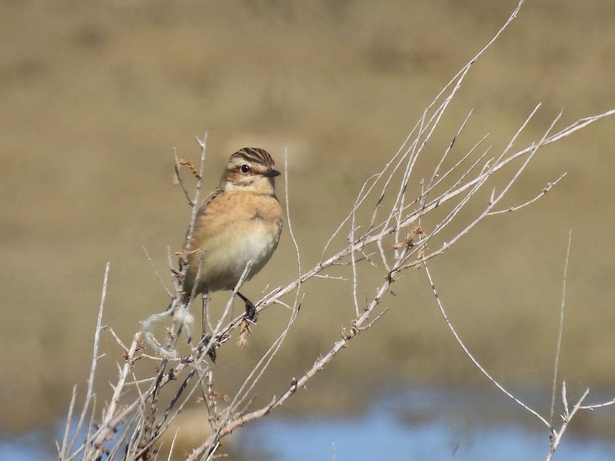Whinchat - ML634523876
