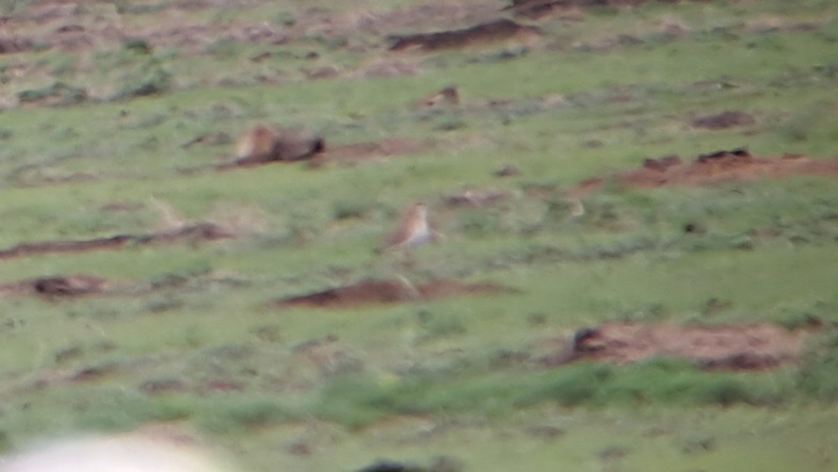 Bergregenpfeifer - ML634523952