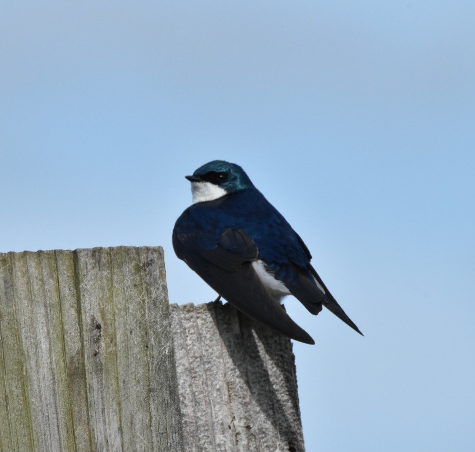 ミドリツバメ - ML634523966