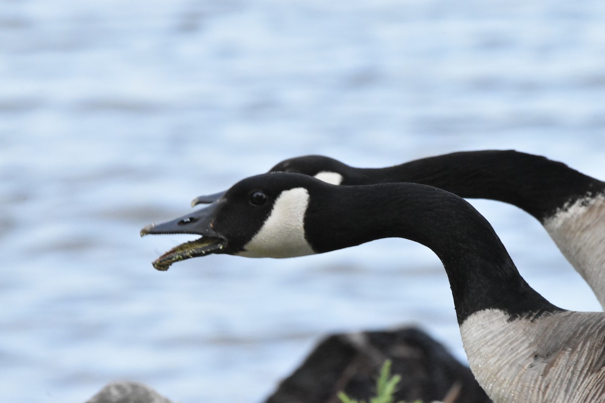 カナダガン - ML634523991