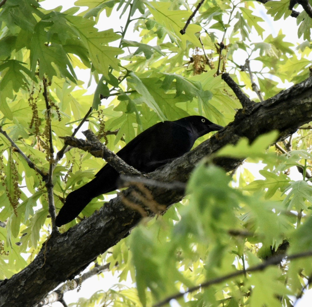 オオクロムクドリモドキ - ML634524029