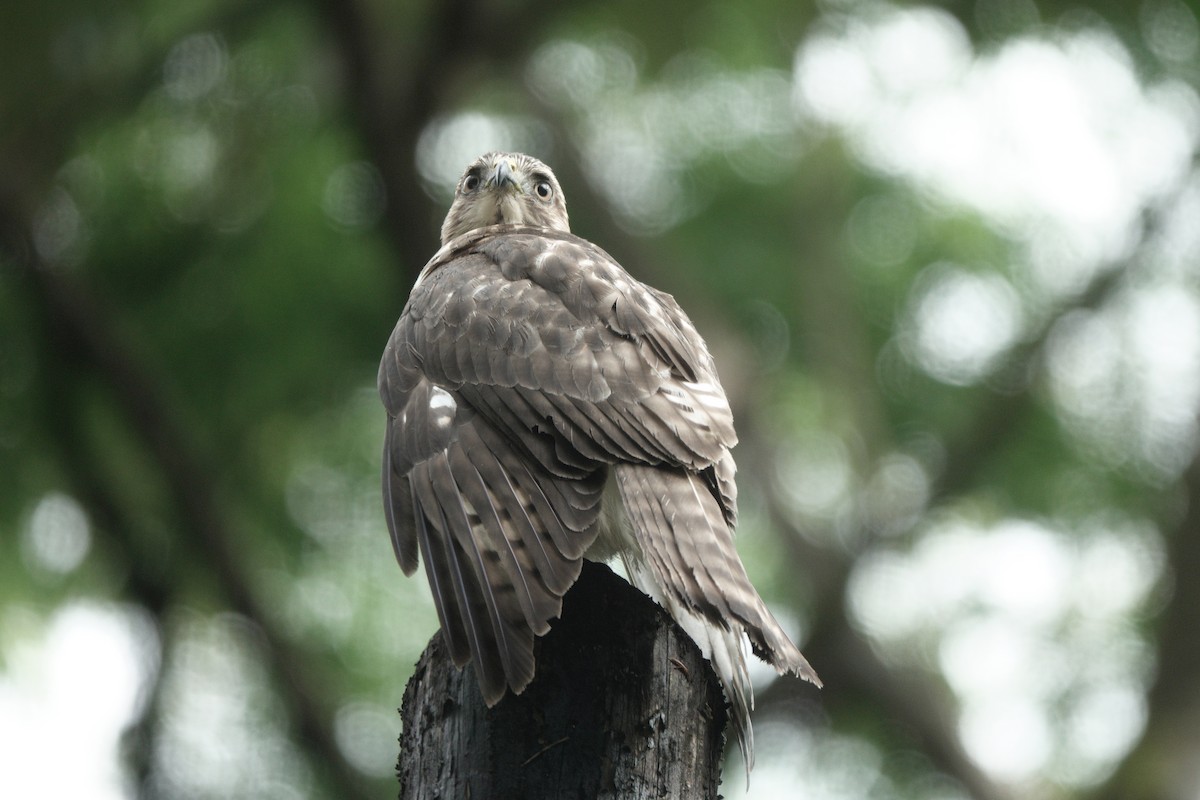 Канюк ширококрилий - ML634524074