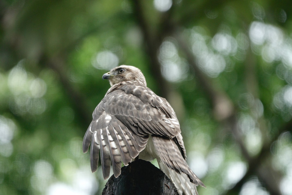 Канюк ширококрилий - ML634524075