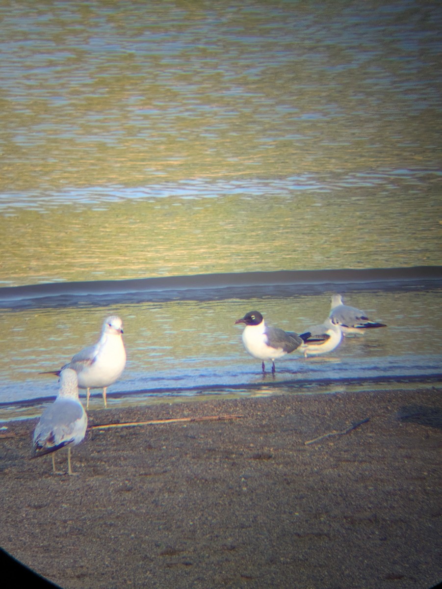 Laughing Gull - ML634524126