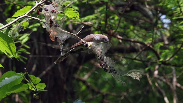 Yellow-billed Cuckoo - ML634524143