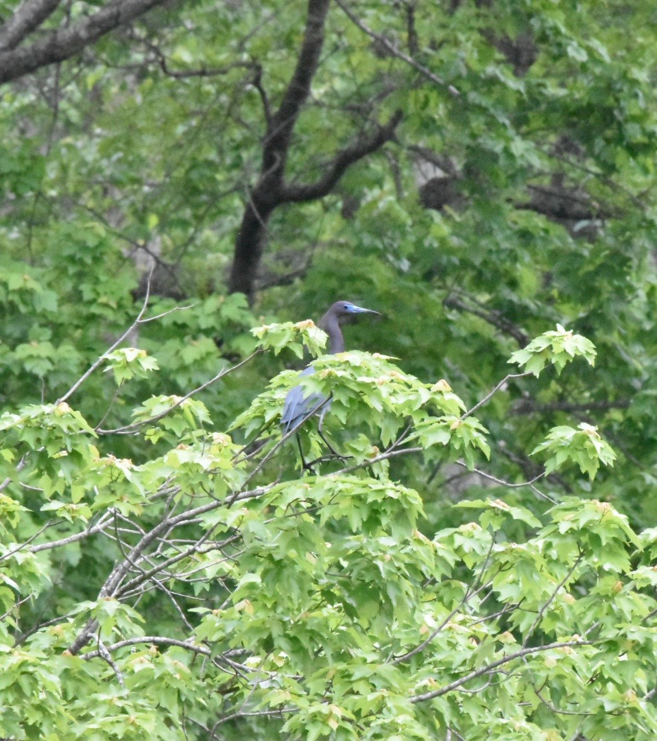 ヒメアカクロサギ - ML634524152