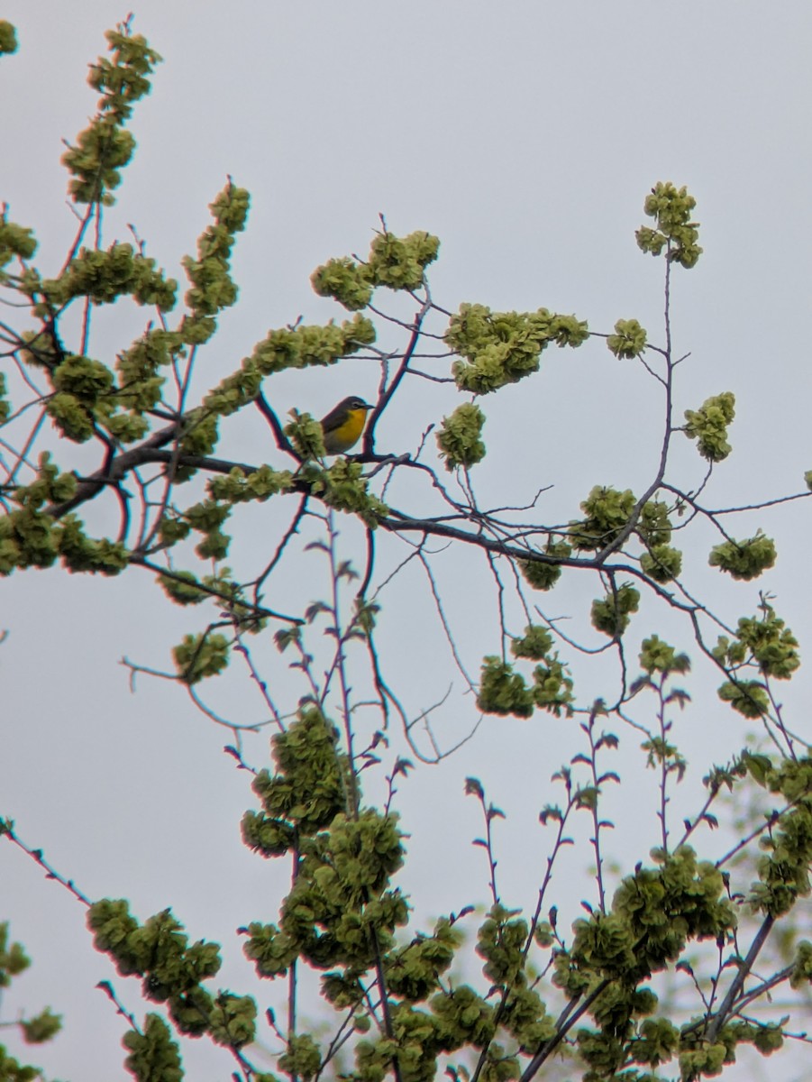 Yellow-breasted Chat - ML634524159