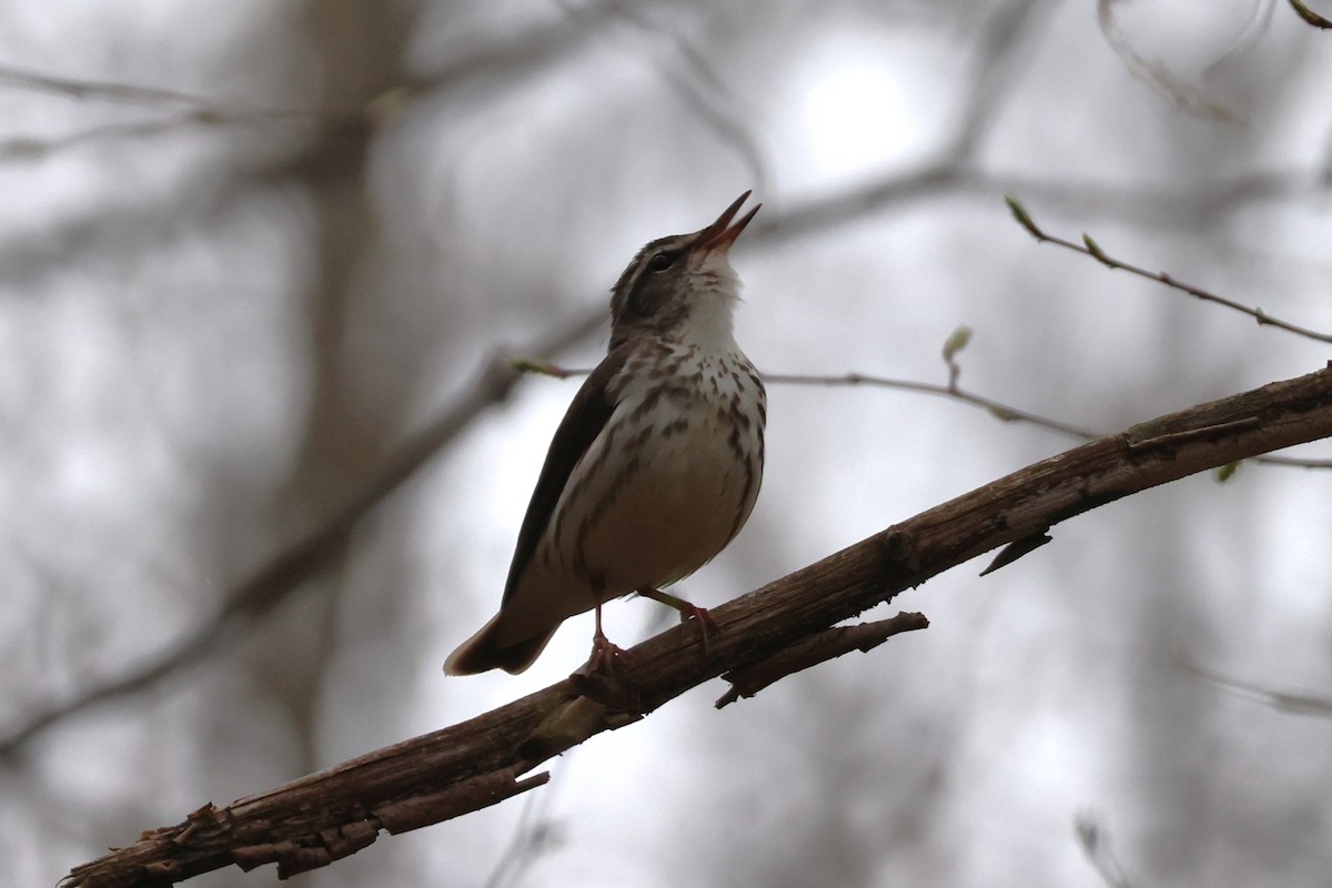 Louisiana Waterthrush - ML634524195