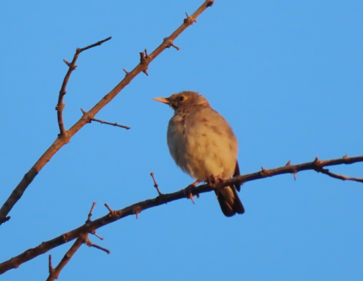 Wattled Starling - ML634524319