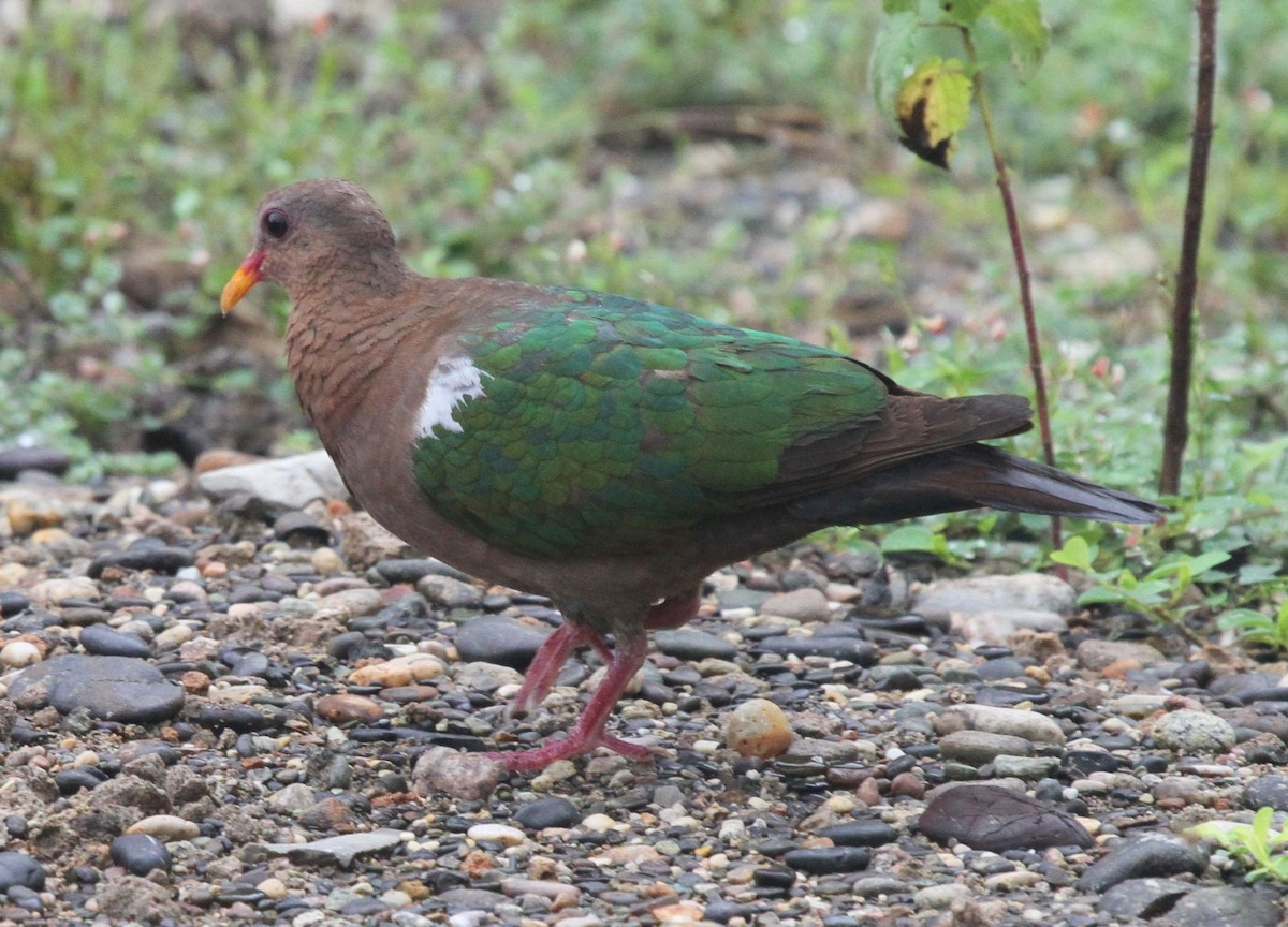 Pacific Emerald Dove - ML63452451