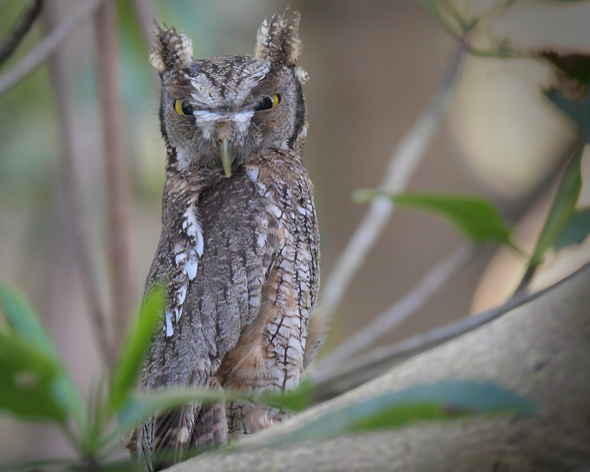 Tropical Screech-Owl - ML634524521
