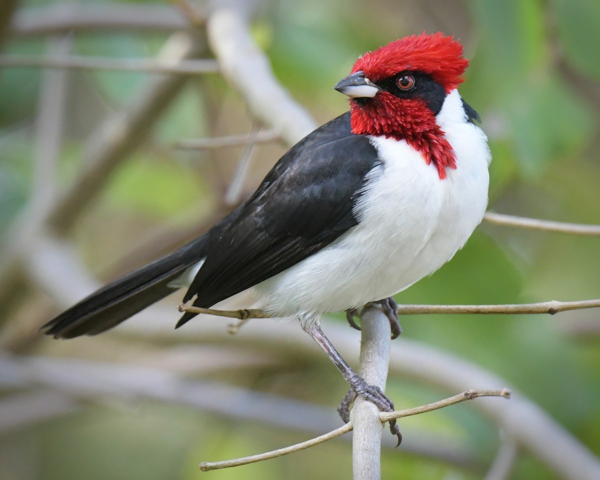 Masked Cardinal - ML634524546