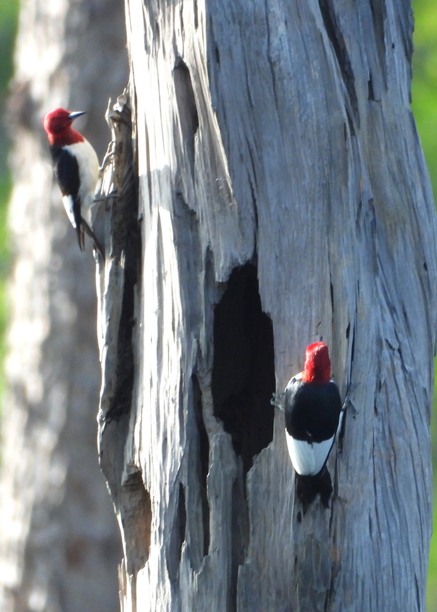 Red-headed Woodpecker - ML634524564