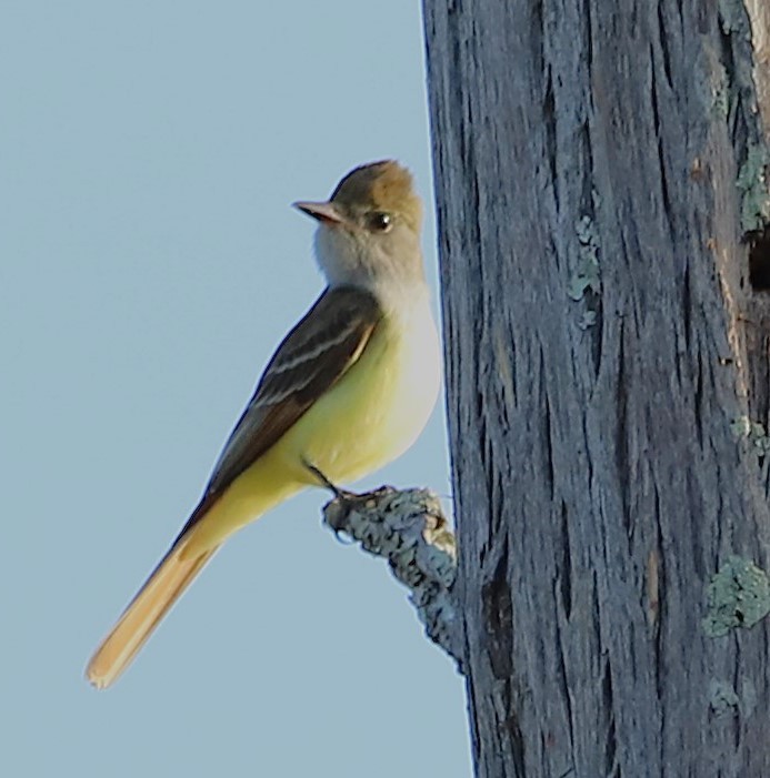 Great Crested Flycatcher - ML634524579
