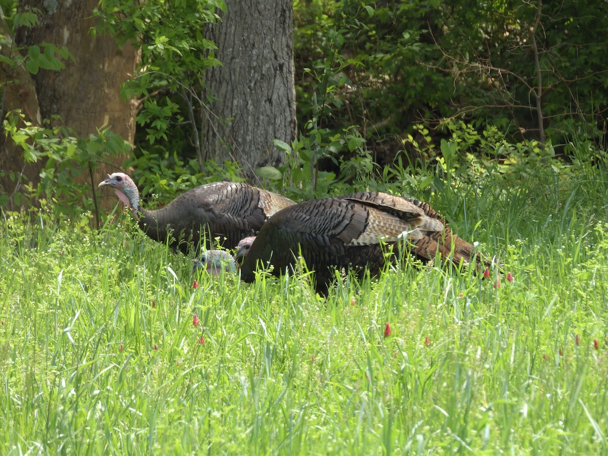 Wild Turkey - ML634524585