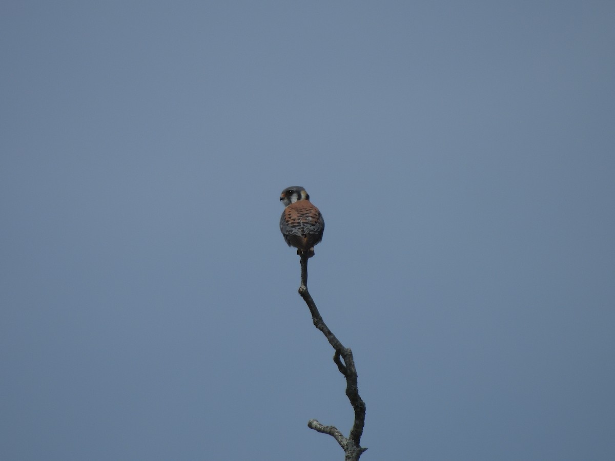 American Kestrel - ML634524588