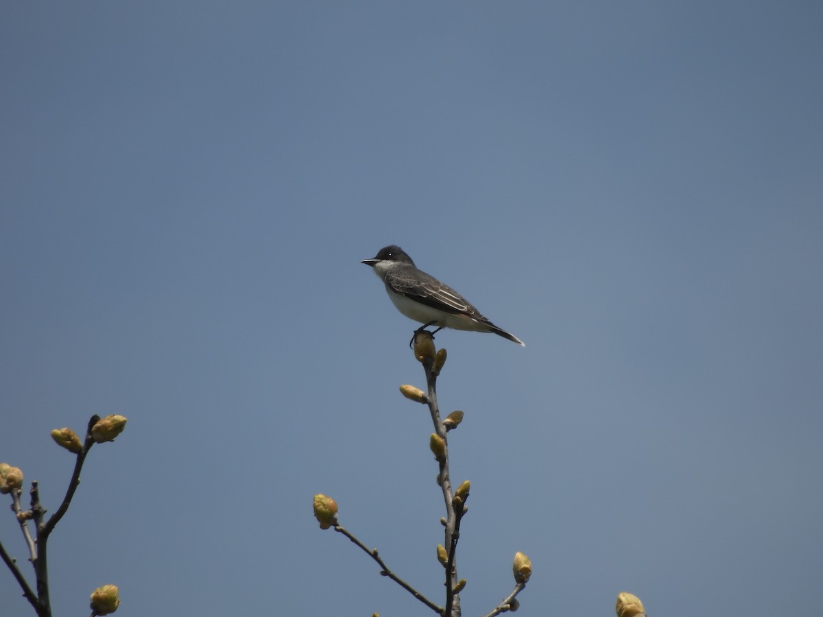 Eastern Kingbird - ML634524593