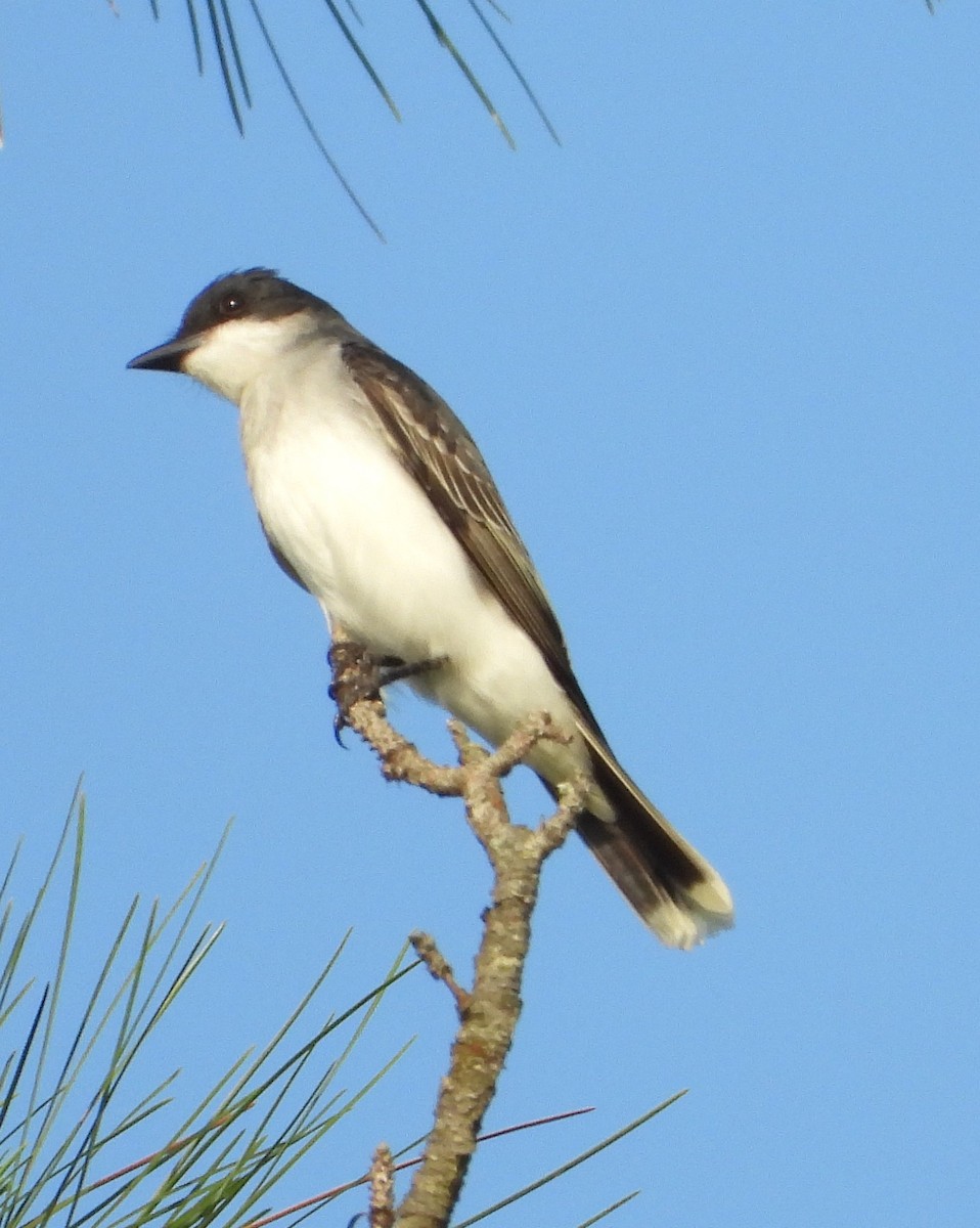 Eastern Kingbird - ML634524595