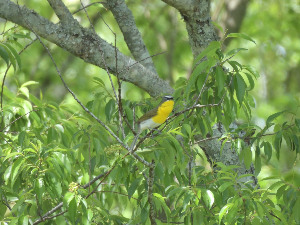Yellow-breasted Chat - ML634524598