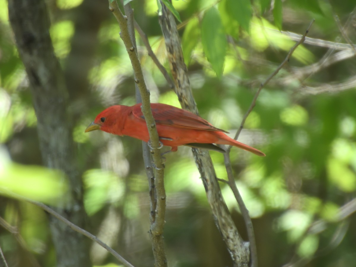 Summer Tanager - ML634524601