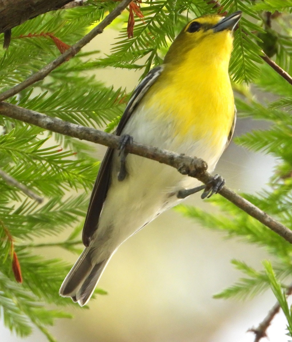 Yellow-throated Vireo - ML634524602