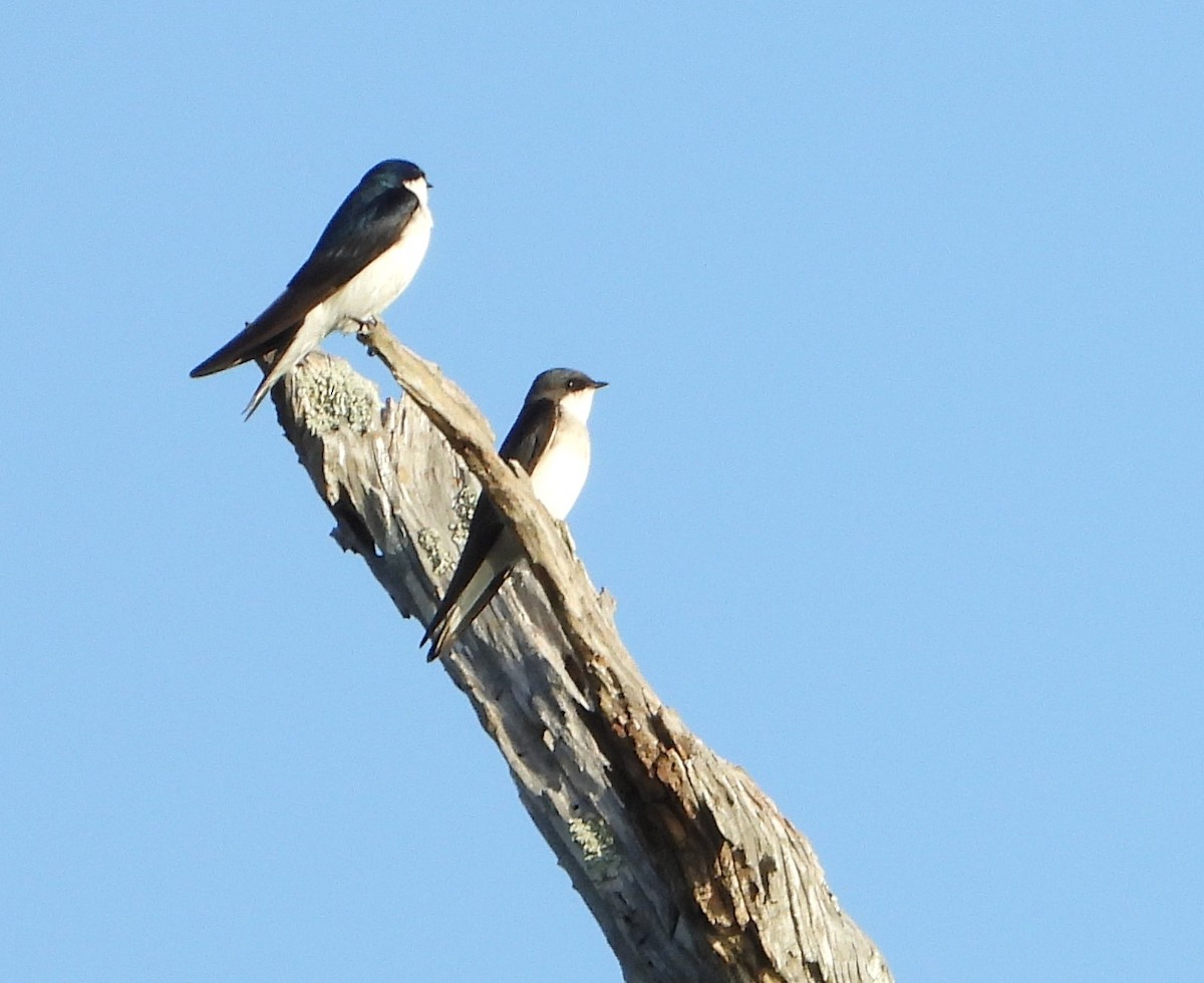 Tree Swallow - ML634524609