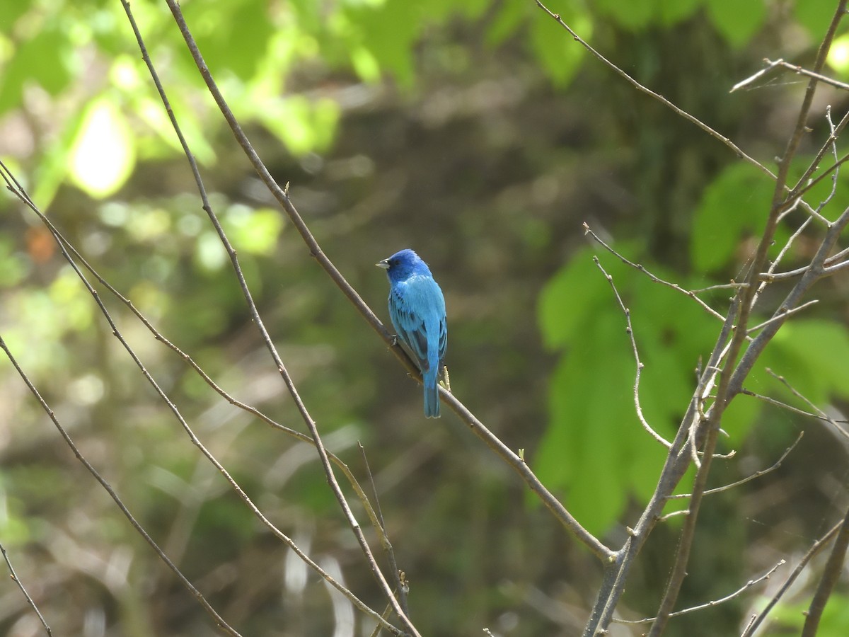 Indigo Bunting - ML634524612