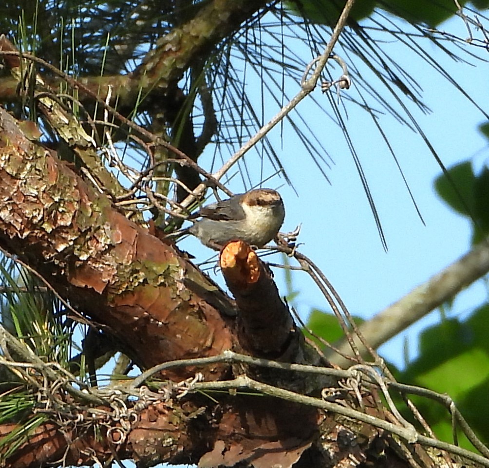 Brown-headed Nuthatch - ML634524616
