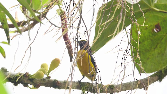 Orange-bellied Euphonia - ML634524623