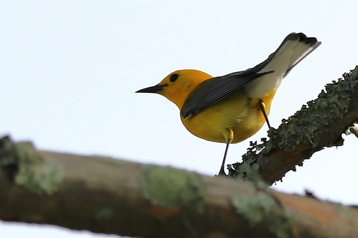 Prothonotary Warbler - ML634524631