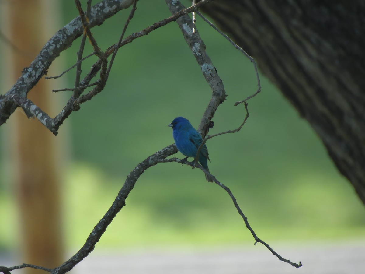 Indigo Bunting - ML634524650
