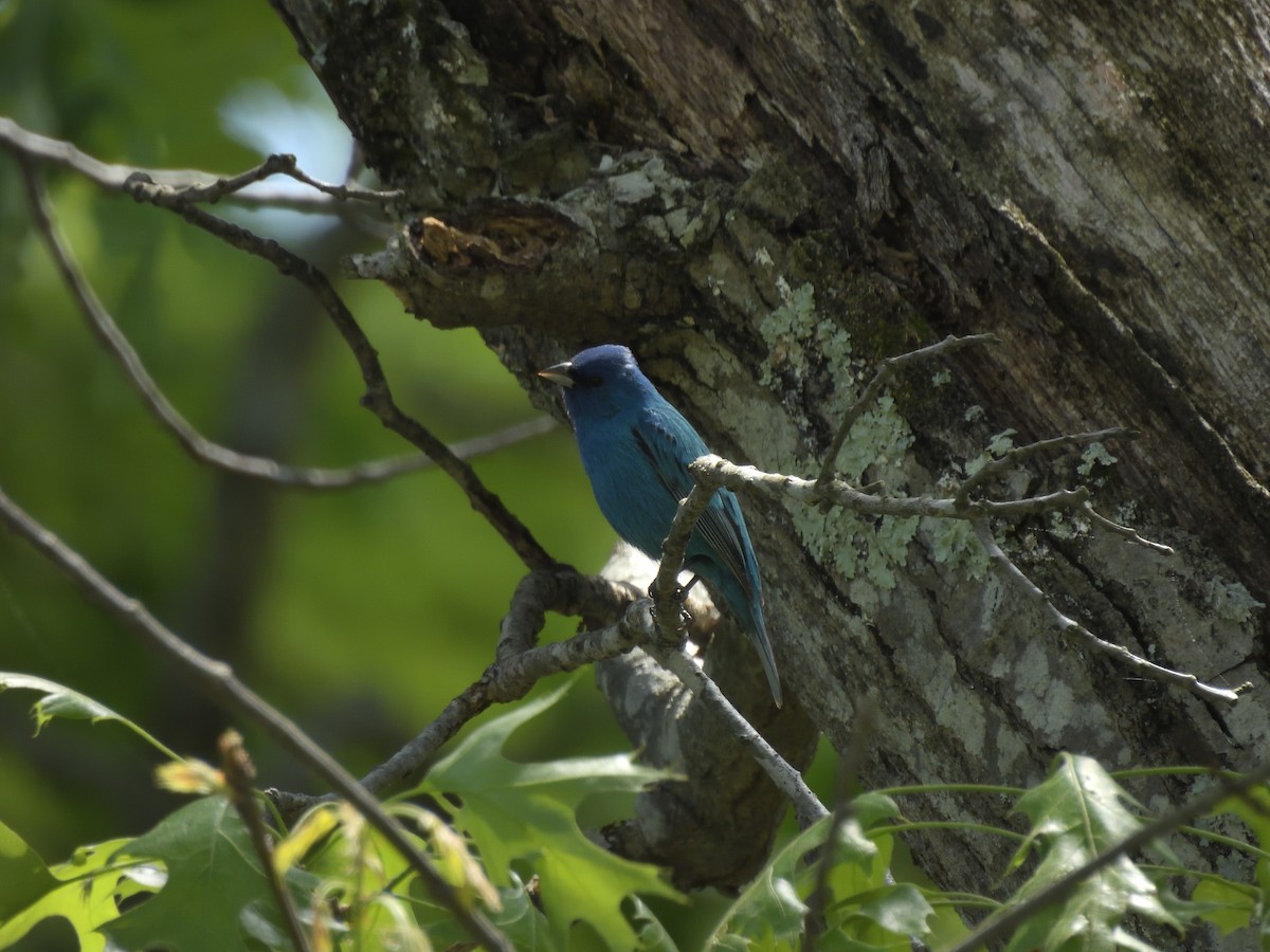 Indigo Bunting - ML634524651