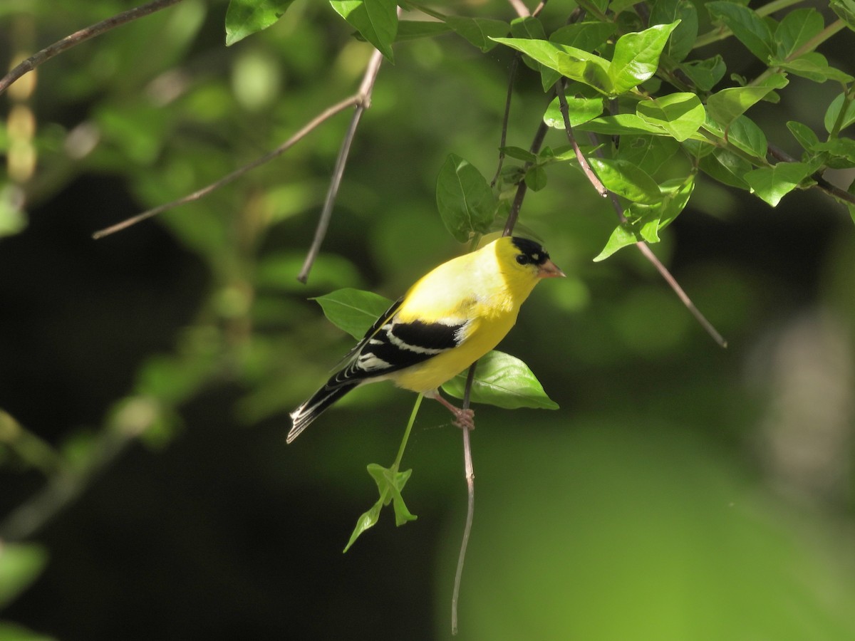 American Goldfinch - ML634524656