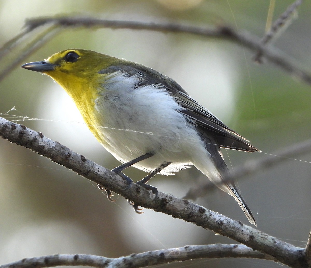 Yellow-throated Vireo - ML634524657