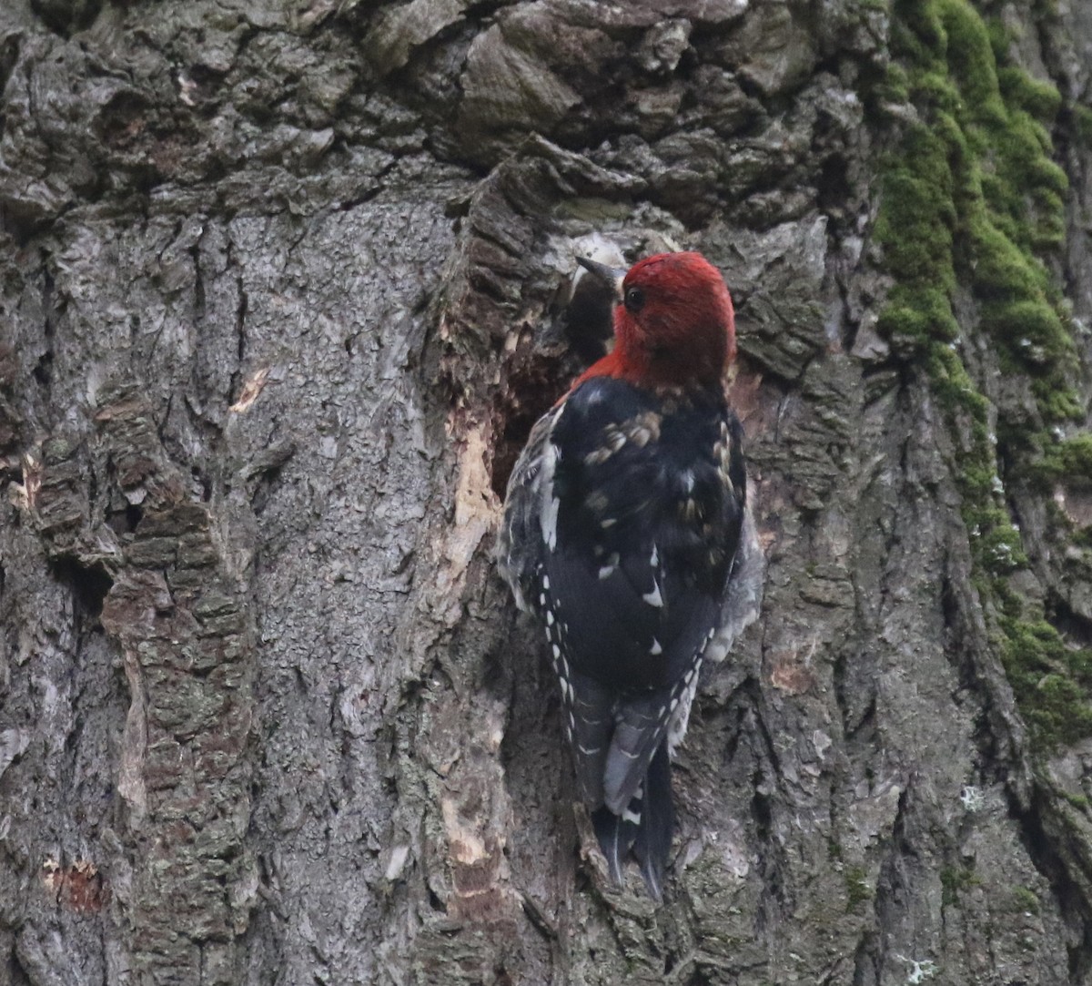 Red-breasted Sapsucker (ruber) - ML634524667